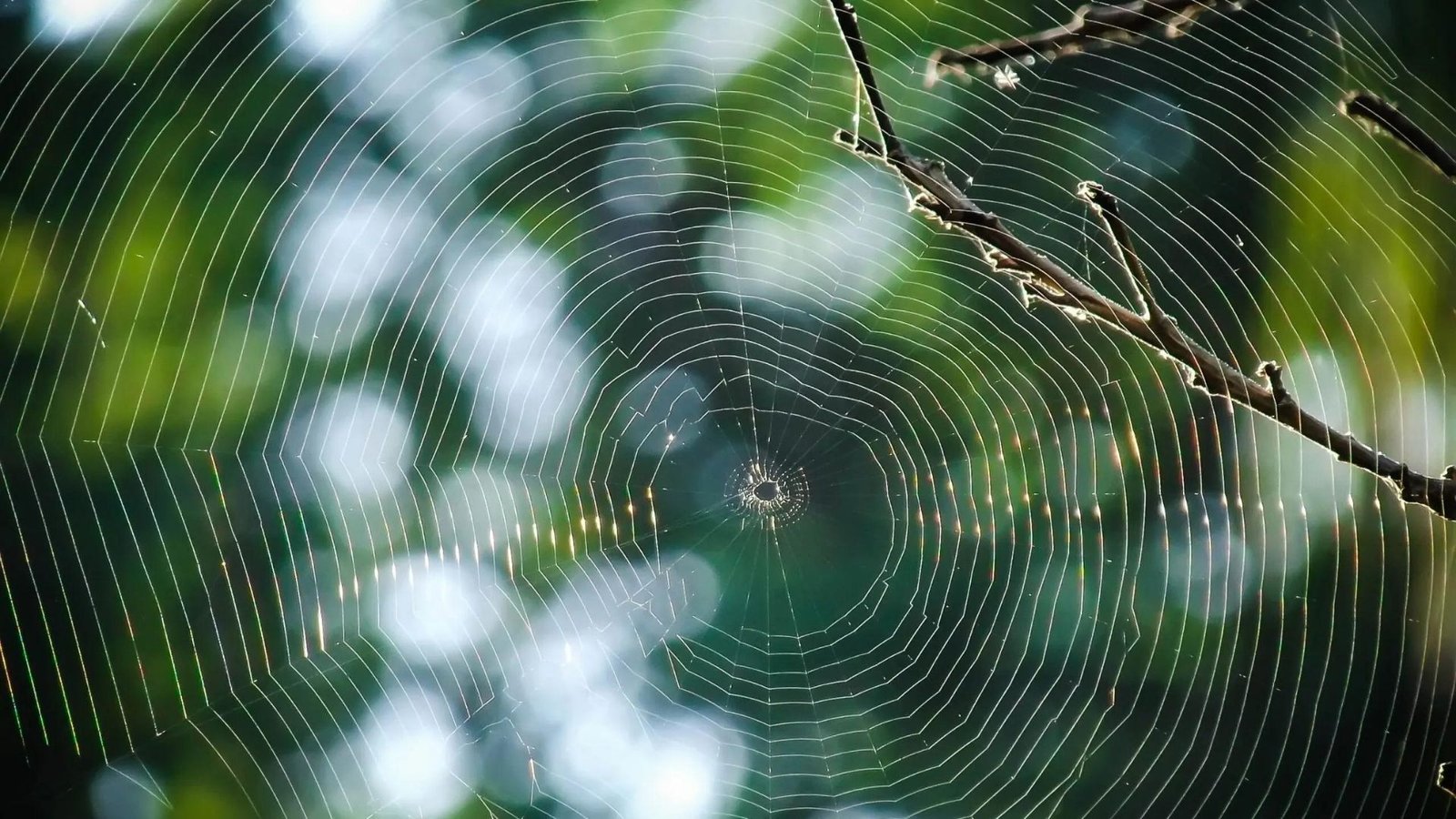  A Spider Web